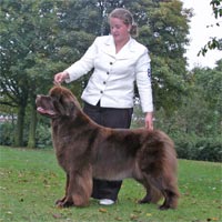 picture of brown newfoundland dog CH Shalowseas Bear Necessity