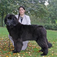 picture of newfoundland dog Mayoss You Two