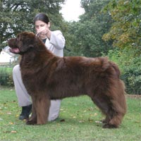 picture of brown newfoundland dog Stelamah Dream Boy at Rehovot JW