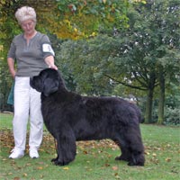 picture of black newfoundland dog Stelamah Star Choice