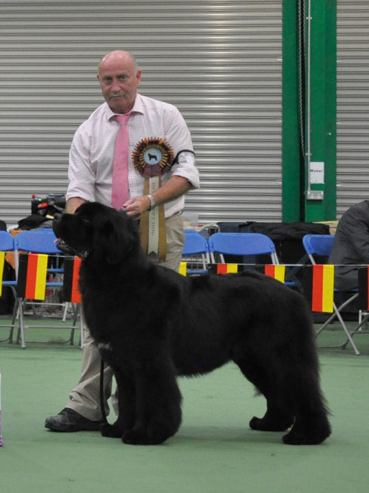 Best Puppy In Show - Fearless Bear's Kendisboy