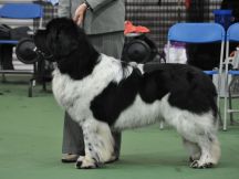 Special Open White & Black (Landseer) Dog winner