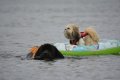 Rescuing a small dog in his dingy