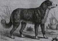 Illustration of a Newfoundland Dog c.1790
