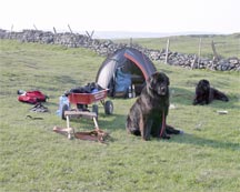 picture of 2 newfoundland dogs with cart and tent