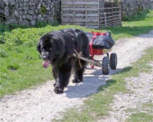 picture of black newfoundland dog hauling a cart in the Yorkshire Dales
