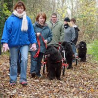 Newfoundlands carting in the forest