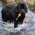 Picture of a Black Newfoundland dog carrying floats on a rope