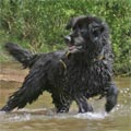 Picture of black newfoundland dog Warrigen Prince - Gruff
