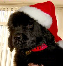 Xmas Newfie