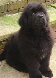 Newfoundland+puppies+nc