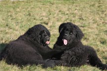Two black puppies