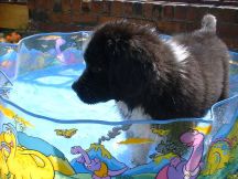 Newfie puppy in pool