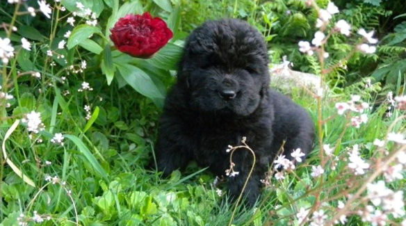 Puppy in a flower bed
