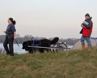 Newfoundland pulling a cart