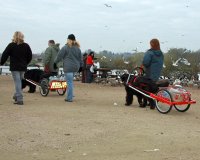 Newfoundlands pulling carts near a flock of Canada Geese