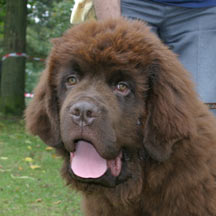 Brown newfie puppy