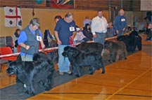 Brace Class, NNC open Show 2005