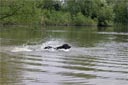 Picture of black newfoundland dog  swimming out towards boat