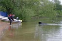 picture of the black newfoundland dog returning to the shore with the object