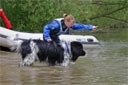 picture of Landseer dog being instructed by owner to go to stranger