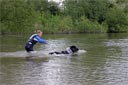 Picture of Landseer dog being sent by owner towards stranger