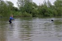 picture of owner on shore and Landseer dog swimming out towards stranger
