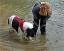 Picture of Landseer dog looking for object underwater, the owner looks on