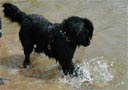 picture of black newfoundland dog using its front paw to 'trawl' an object that is underwater to the shore