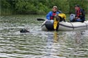 picture of brown newfoundland dog with boat tow rope in mouth, towing boat to shore