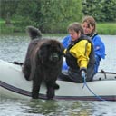 close up photo of brown newfoundland leaping from boat