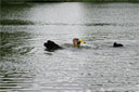 picture of brown newfoundland dog and owner on return section of right hand 'L' section of controlled swim