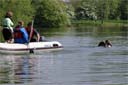 picture of brown newfoundland dog retrieving person overboard