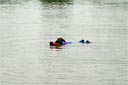 picture of black newfoundland dog towing water steward towards shore