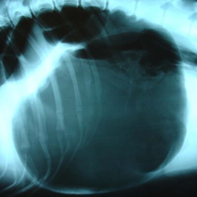 X-ray of stomach suffering GDV