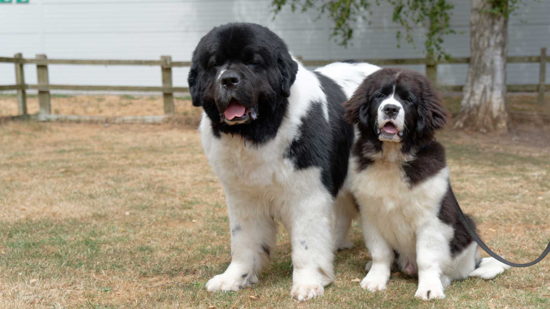 Landseers