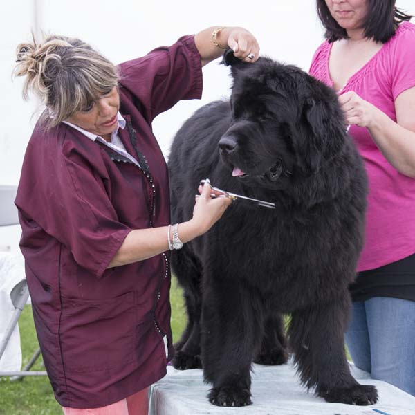 Grooming and trimming a Newfoundland