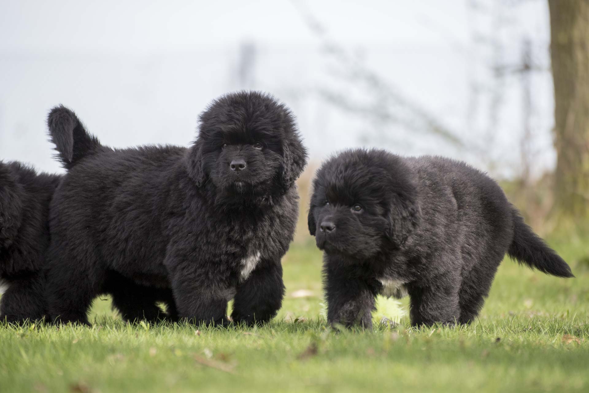 Two Newfoundland puppies