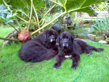 Newfoundland clearance dog rehoming